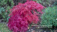 Acer Palmatum Var Dissectum 'Garnet' (Japanese Maple)