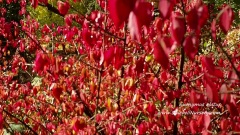 Euonymus Alatus (Winged Spindle)