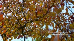 Cornus Controversa 'Pagoda' (Wedding Cake Tree)