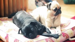 Tired Pug