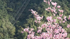 鸟来赏樱