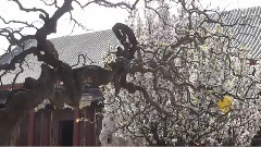 圆明园 & 颐和园