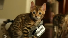 Bengal Kittens In Tiny Hats