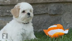 Shichon Puppy Finds Nemo,Eats Nemo