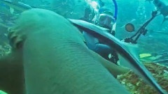 Diving With The Bulls