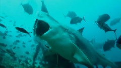 The Bull Sharks Of Beqa Lagoon