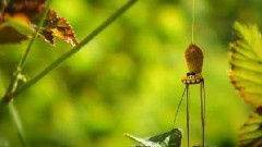 La Coccinelle