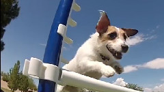Agility Fun with Just Jesse The Jack