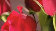 My Valentine (Beautiful Love Song)