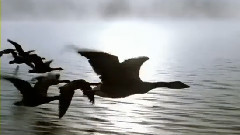 The Feather Dance