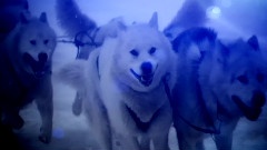She Wolf