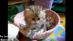 萌宠集锦
