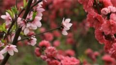 桃花魂