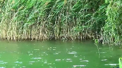 Shallow Water