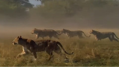 Awesome Animals