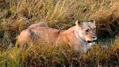 Wildlife Of Masai Mara