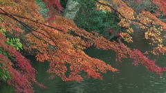 Autumn Foliage