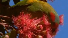 森林芬多精