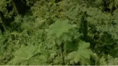 雨林世界