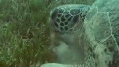 走进的海底世界