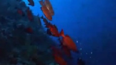 美轮美奂的海底
