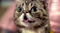 Grumpy Cat Meet Lil Bub