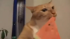Funny Cats
