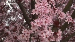 加利福尼亚的春天草地调色板