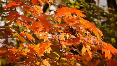 Autumn Fire