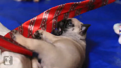 Pug Puppy Plays With Tie
