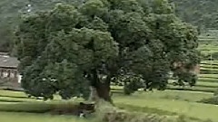 一支难忘的歌