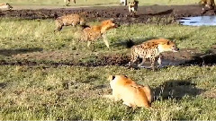Hyenas Group Of Abuse Of The Adult Female Lion