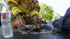 Fireman Saves Kitten