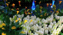 Beautiful Gardens
