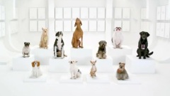 Pub Volkswagen (The Bark Side)