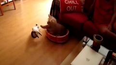 小贱猫