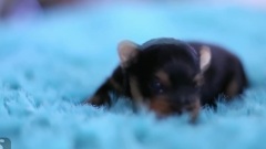 5 Day Old Yorkie Puppies Learning To Walk