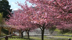八重桜 羽根谷だんだん公園