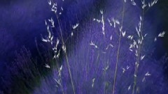 Lavender's Blue