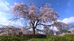 千と千尋の神隠し-いつも何度でも