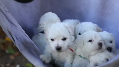 Cute Puppies In A Hammock