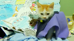 Disney's The Little Mermaid (Cute Kitten Version)
