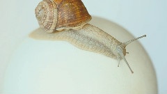 影视原声 - 纪录片