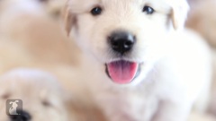 Adorable Golden Retriever Puppies In A Baby Basket
