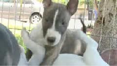 Mini Bull Terrier Puppies Fight On Their Backs