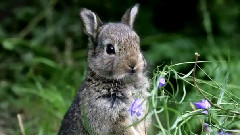Deer And Wild Rabbit
