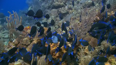 海底的风景