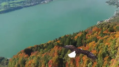 Wings of Ma'at