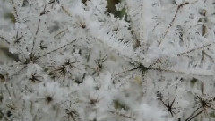 Winter Dreams - Robert Haig Coxon