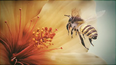 Bee
